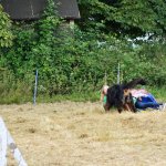 Agility Course 05